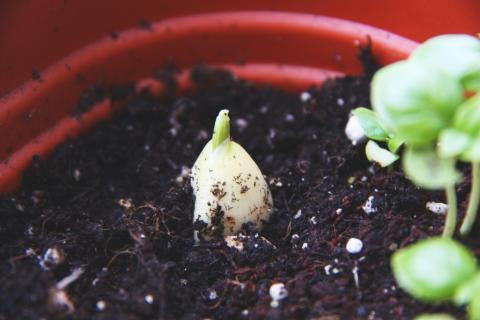 source: www.arcticdeco.com/arctic-garden-regrowing-vegetables-from-scraps/