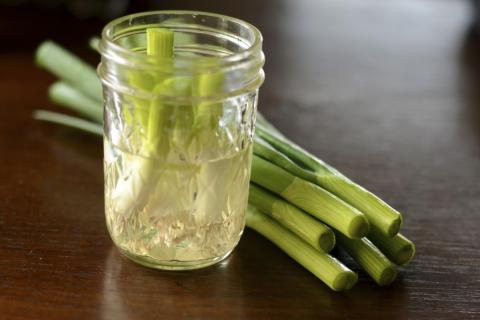 source: www.theburlapbag.com/2012/03/grow-green-onions-in-water/